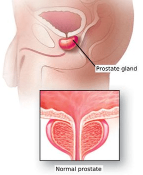 Schematic structure of the male prostate. 